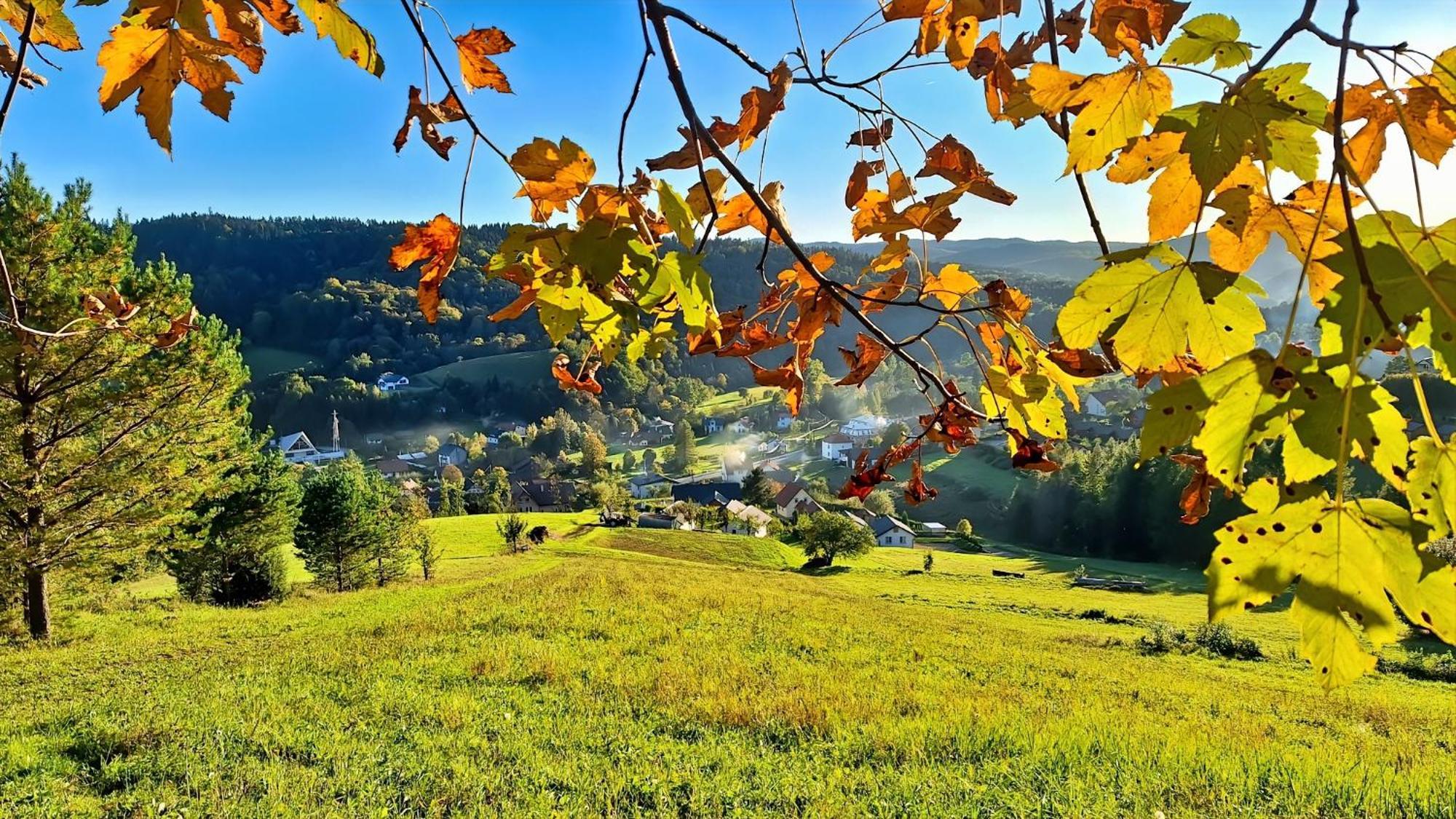 Malinowy